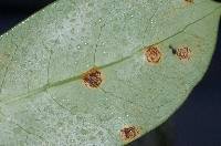 Puccinia coprosmae image