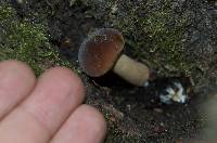 Agrocybe parasitica image