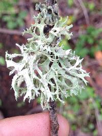 Evernia prunastri image