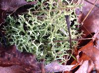 Cladonia furcata image