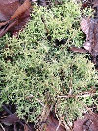 Cladonia furcata image