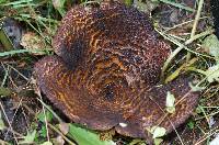 Austropaxillus squarrosus image