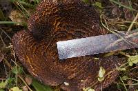 Austropaxillus squarrosus image