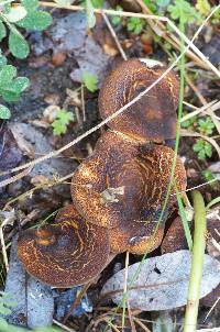 Austropaxillus squarrosus image