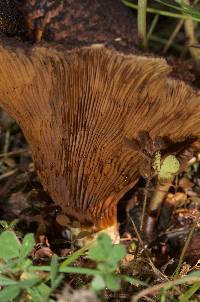 Austropaxillus squarrosus image