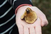 Austropaxillus squarrosus image