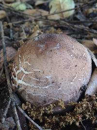 Chlorophyllum brunneum image