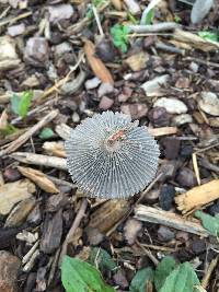 Coprinopsis lagopus image