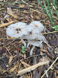 Coprinopsis lagopus image