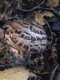 Chlorophyllum brunneum image