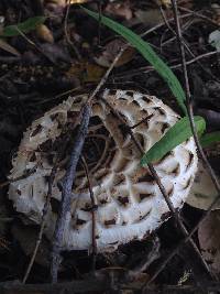 Chlorophyllum brunneum image