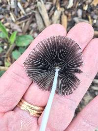 Coprinopsis lagopus image