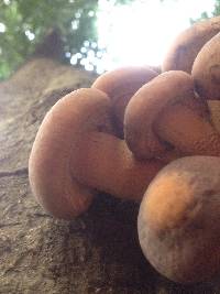 Agrocybe parasitica image