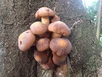 Agrocybe parasitica image