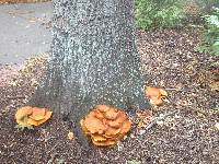 Gymnopilus junonius image