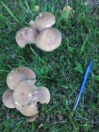 Leccinum scabrum image