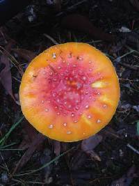 Amanita muscaria image