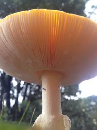 Amanita muscaria image