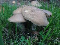 Leccinum scabrum image