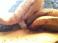 Gymnopilus junonius image