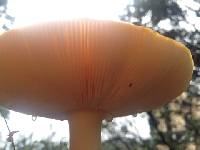 Amanita muscaria image