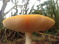 Amanita muscaria image