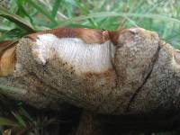 Leccinum scabrum image