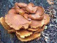 Gymnopilus junonius image