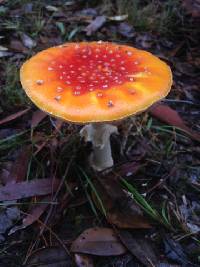 Amanita muscaria image