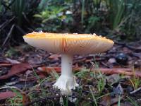 Amanita muscaria image