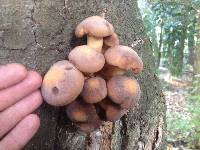 Agrocybe parasitica image