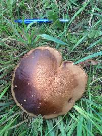 Leccinum scabrum image