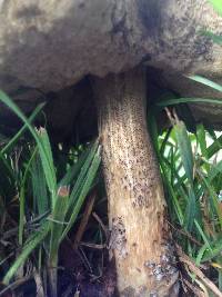 Leccinum scabrum image