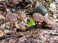 Hypholoma brunneum image