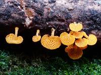 Favolaschia calocera image