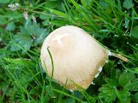 Psathyrella candolleana image