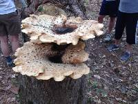 Polyporus squamosus image