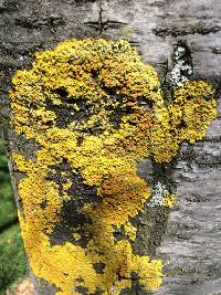 Xanthoria parietina var. parietina image