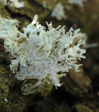 Ramalina canariensis image