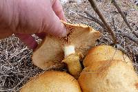 Gymnopilus junonius image