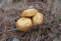 Gymnopilus junonius image