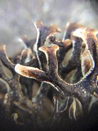 Hypogymnia heterophylla image