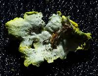 Xanthoria parietina var. parietina image