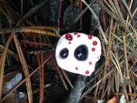 Hydnellum peckii image