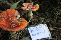 Amanita muscaria image