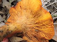 Omphalotus illudens image