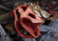 Clathrus ruber image