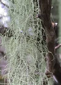 Usnea trichodea image