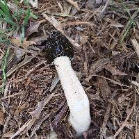 Phallus hadriani image