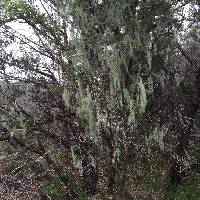 Usnea trichodea image